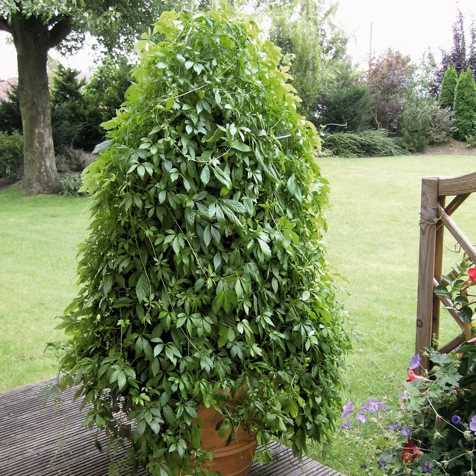 Гиностемма ампельная пятилистная D23 ПВ 