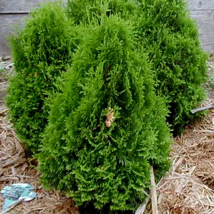 Растение туя западная Перк Вландерен C3, 40-60 Bor по цене  Растение туя западная Перк Вландерен C3, 40-60 Bor