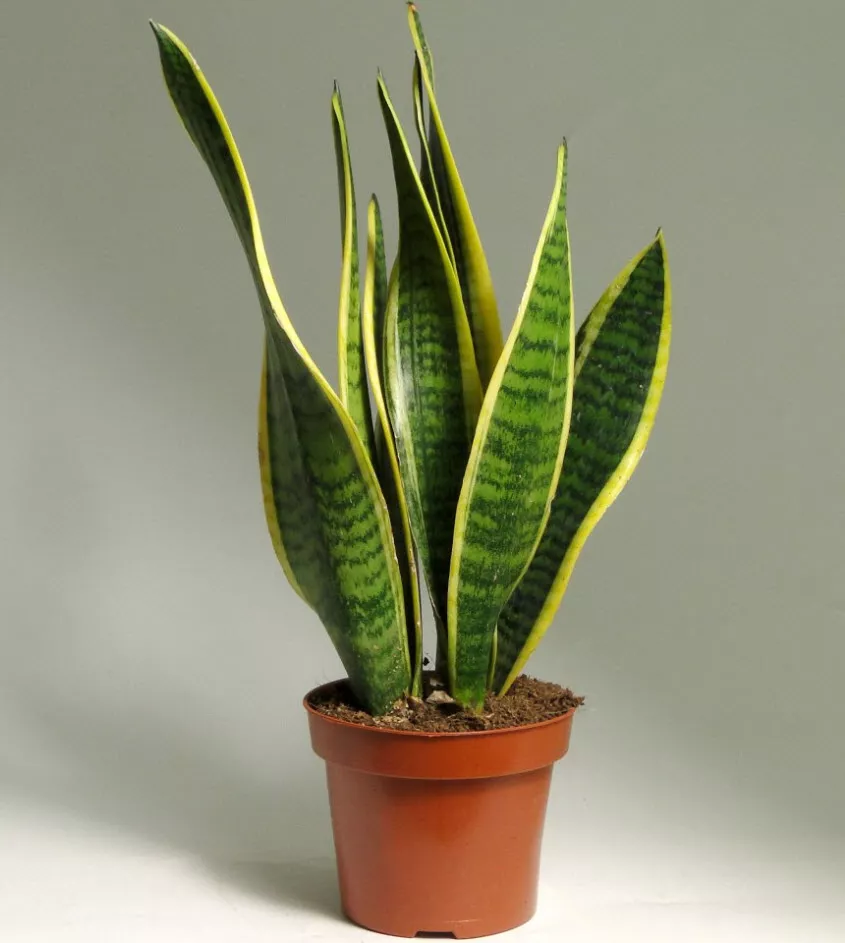 Сансеверия Лаурентия d14 h45 