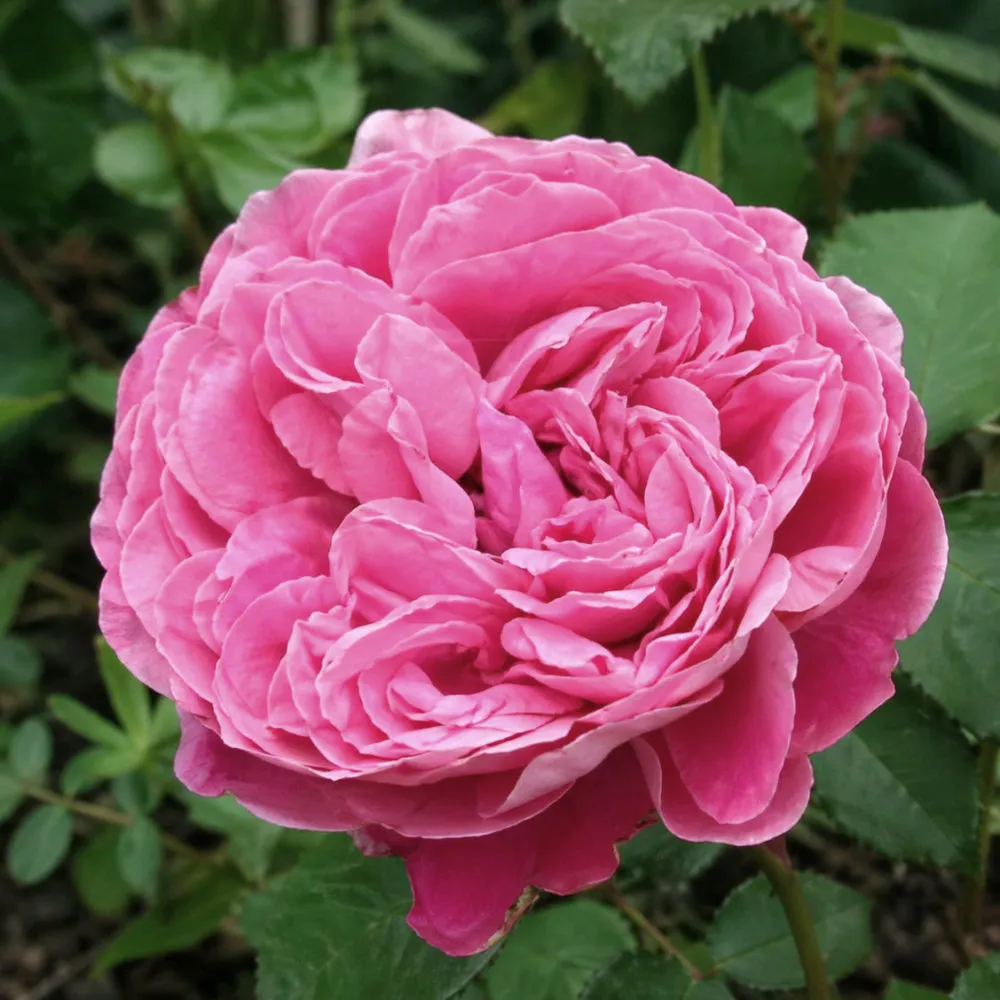 IMG_20260426_221521_121