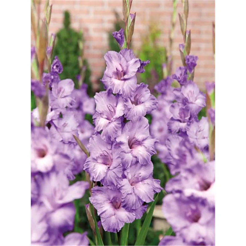 Луковица Гладиолус Милка 14/16 10шт 