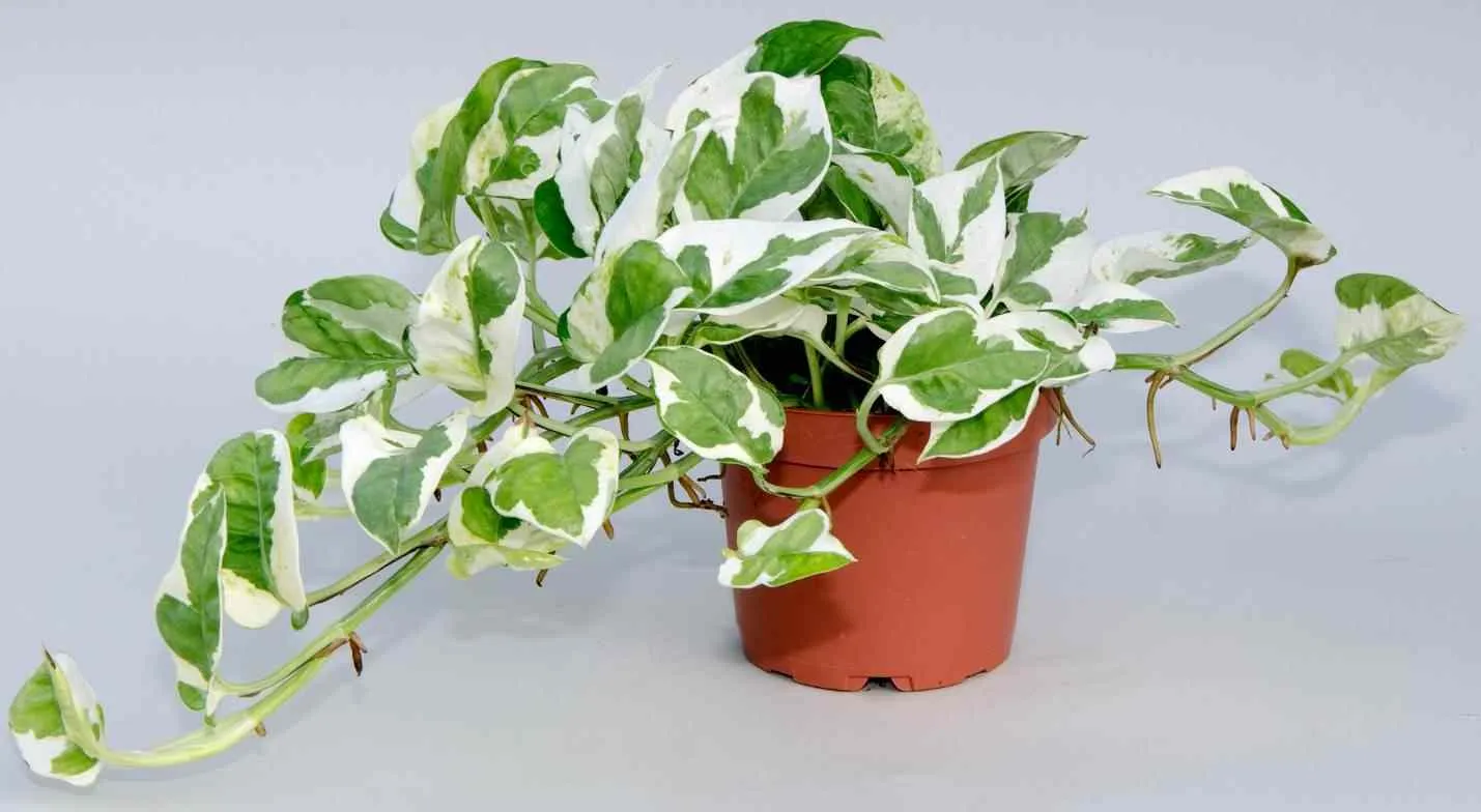 Сциндапсус Джой d11 Tim 