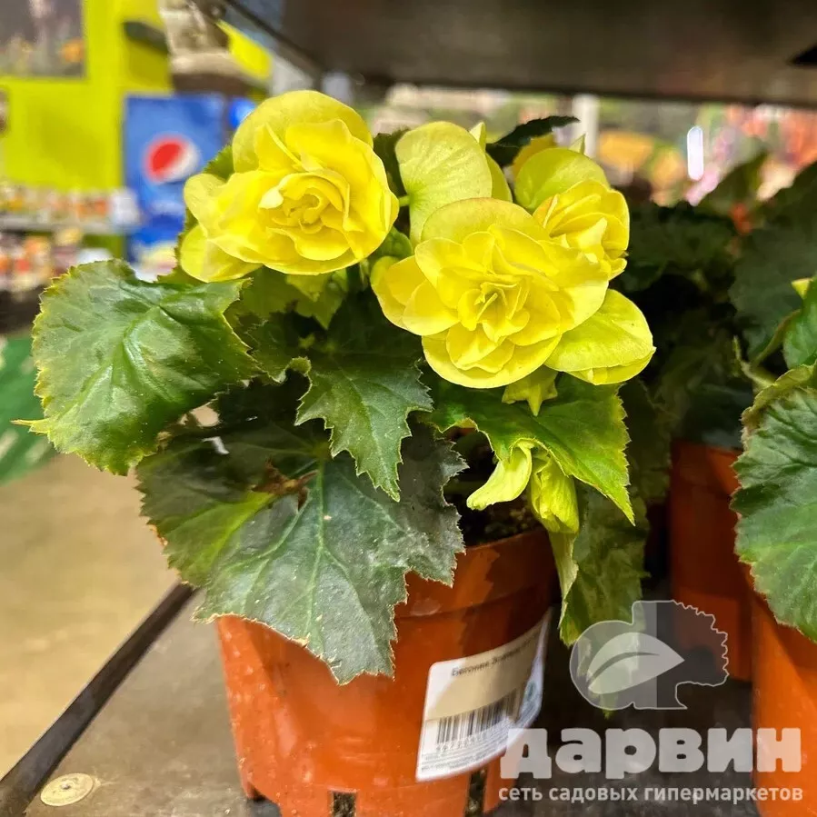 бегония элатиор 12 тим