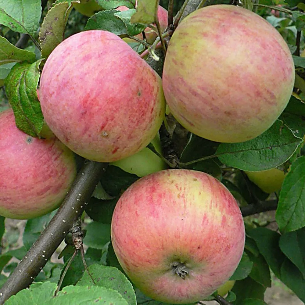 Яблоня Штрейфлинг сред v7 100-140 Tim 