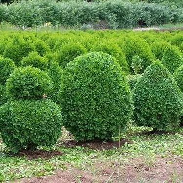 Самшит вечнозеленый стрижка с15 