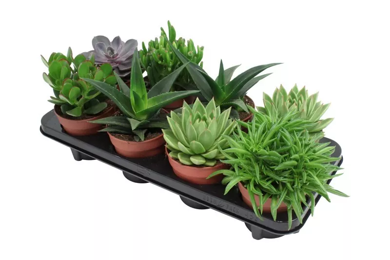 Суккулент микс d15 