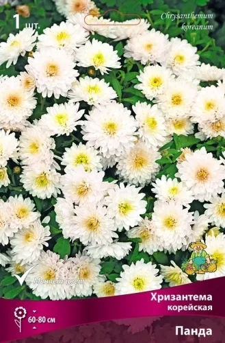 Корневище Хризантема корейская Панда I 1шт Поиск 