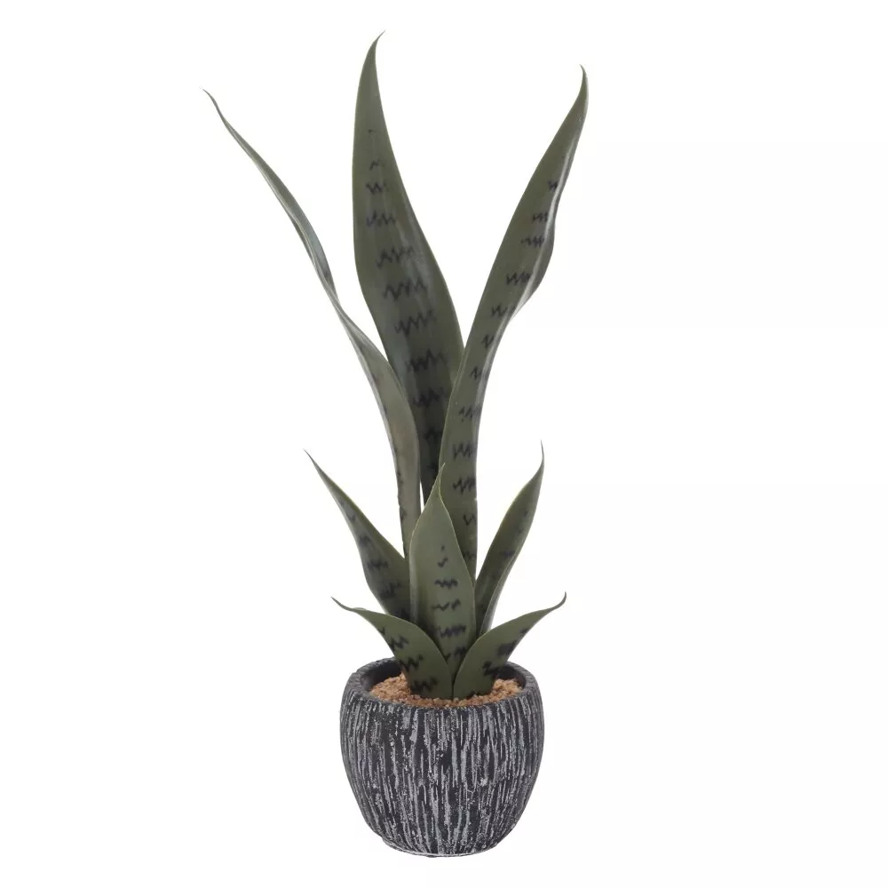 Композиция цветочная Сансевиерия 18х18х45см арт.785716 по цене 