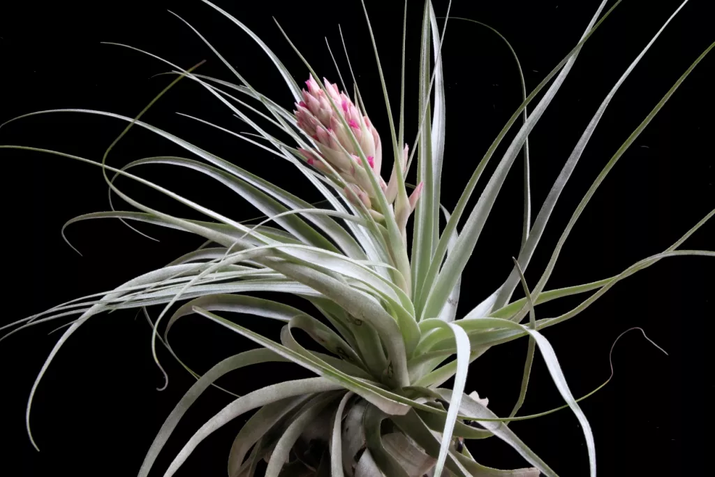 Тилландсия d7 h8 