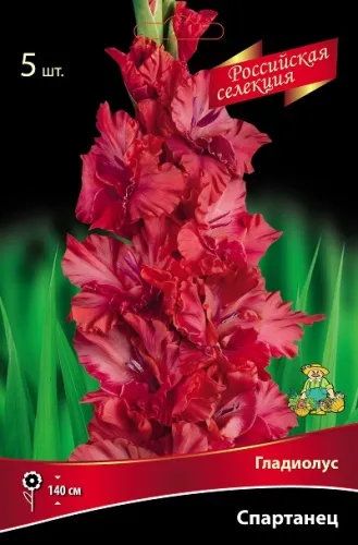 Клубень Гладиолус крупноцветковой Российская селекция Спартанец 10/12 5шт Поиск 