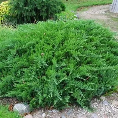 Можжевельник казацкий Рокери Джем v5-10 h25-30 Tim 