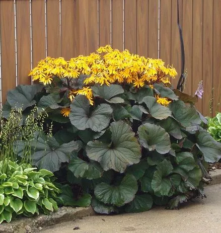 Бузульник зубчатый Отелло v5 Tim 