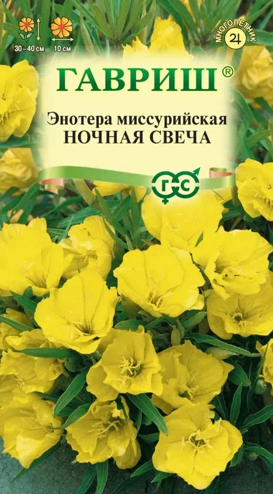 Семена Энотера Ночная свеча миссурийская 0,2 г Гавриш 