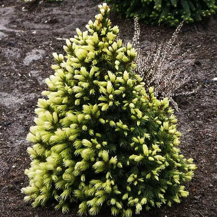 Растение ель обыкновенная J.W. Daisys White P17 25-30 CM Tw5 