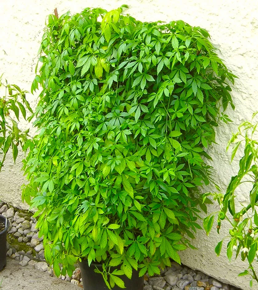 Гиностемма кашпо d23 ХР 