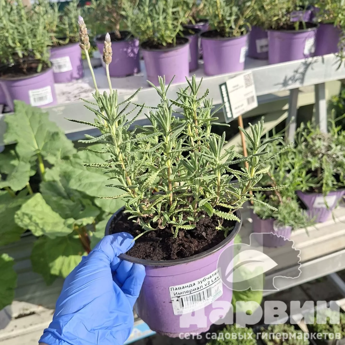 Лаванда зубчатая Империал v2 Lav 