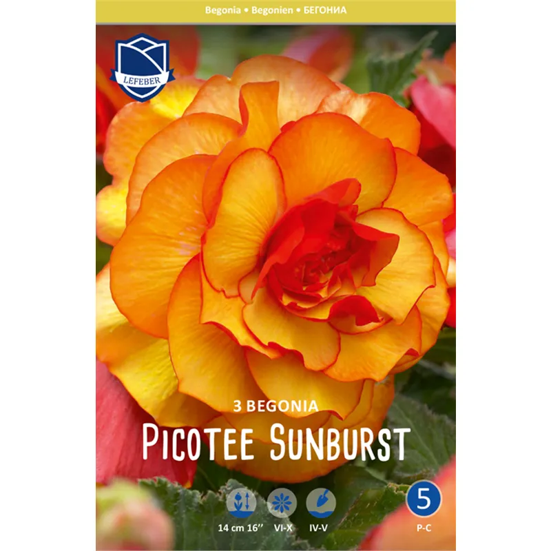 Клубень Бегония пикоти Санберст 6/7 3шт 