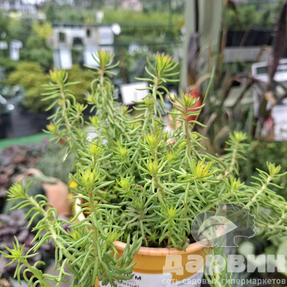 Седум отогнутый Ангелина d12 ХР 