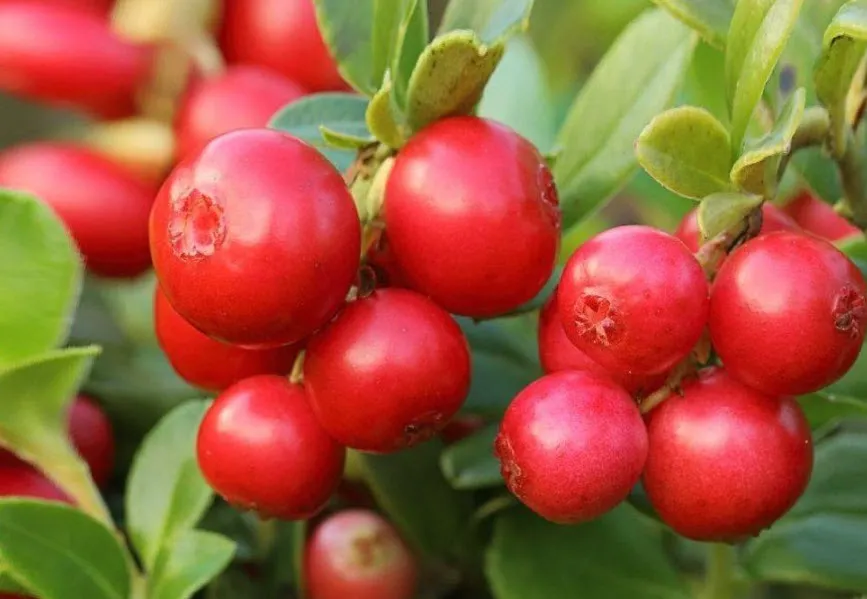 ОсновноеИзображение