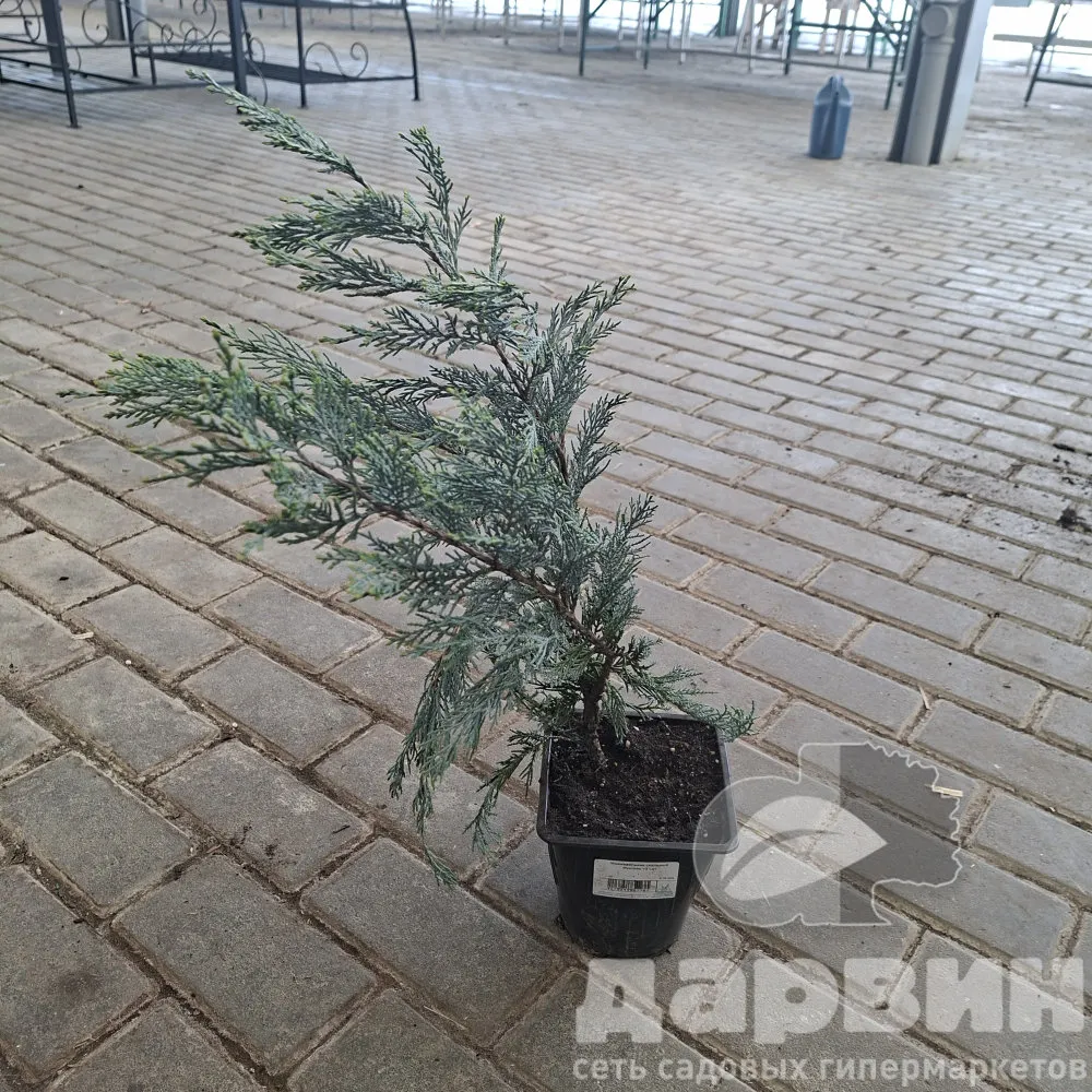 Можжевельник скальный Мунглоу v2 Lav 