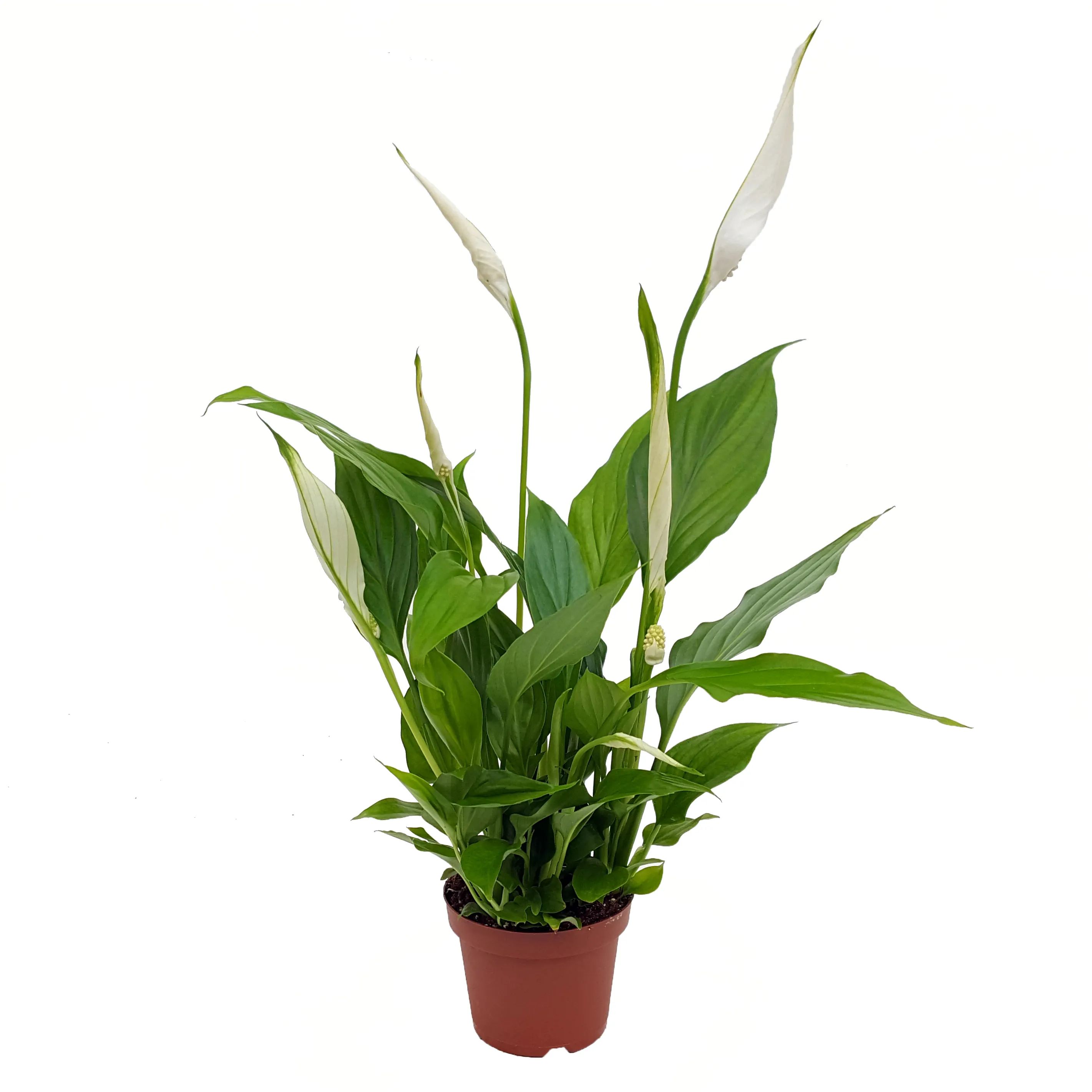 Спатифиллум d9 