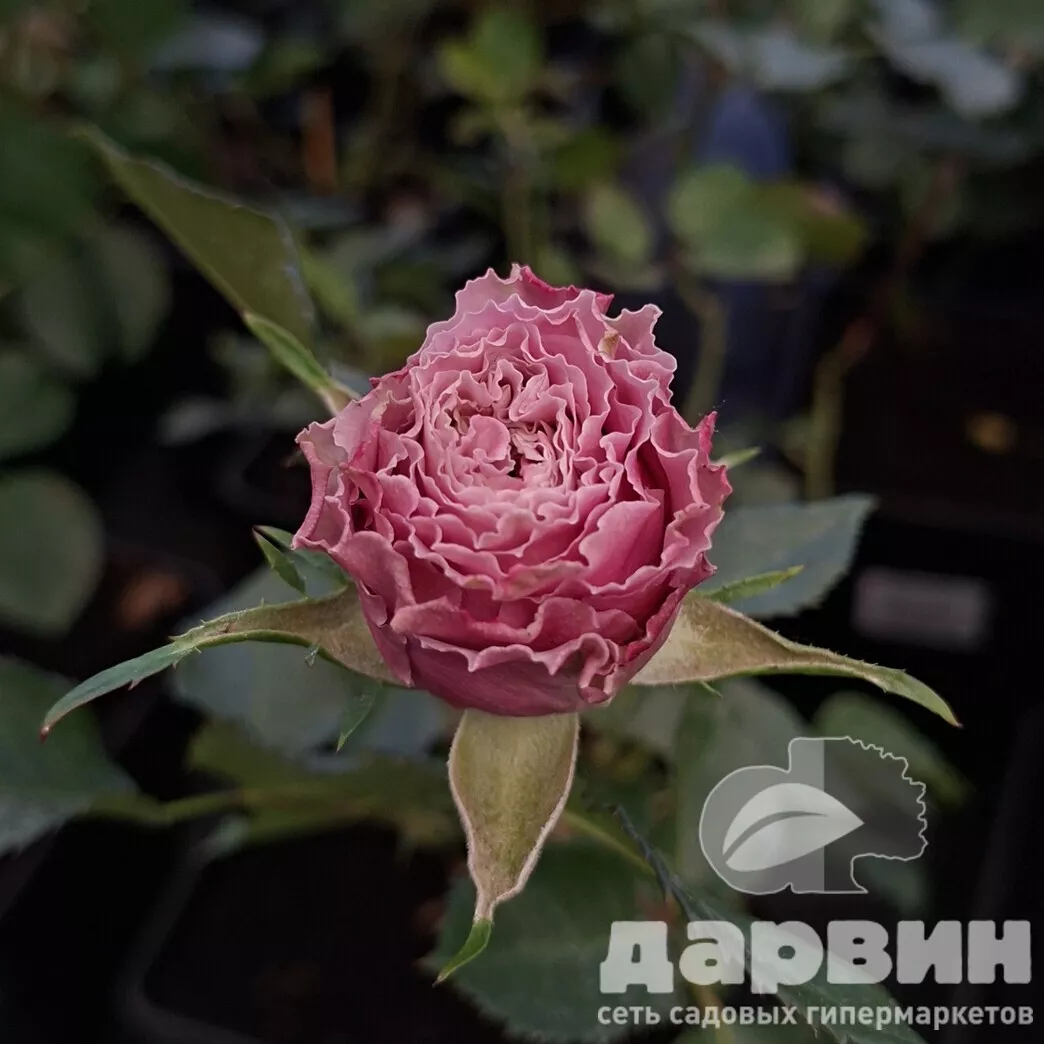 Роза спрей Пашмина v5 Lav 