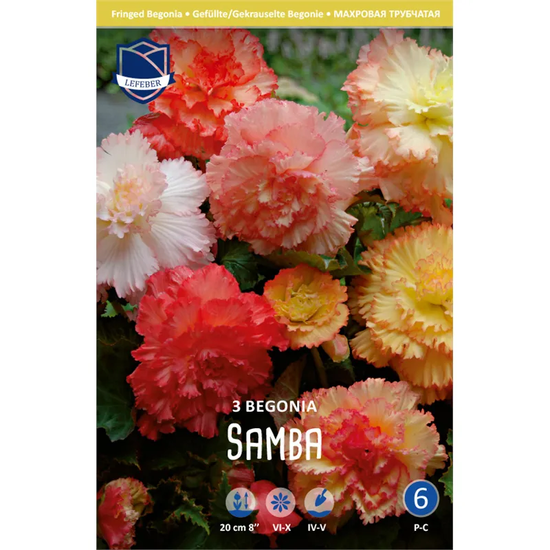 Клубень Бегония рафл Самба 6/7 3шт 