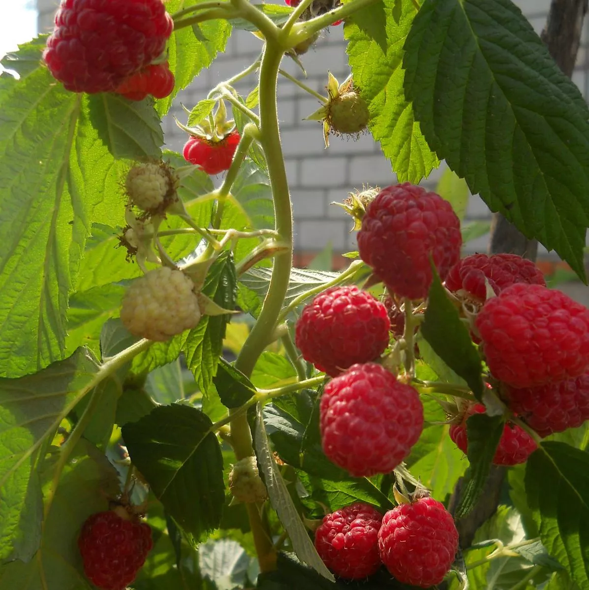 Малина Лель, красная v2 Tim 