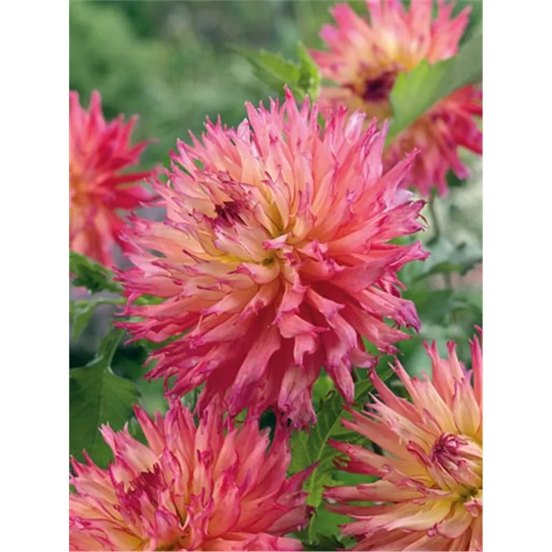 Клубень Георгина бахромчатая Ненекази I 1шт 