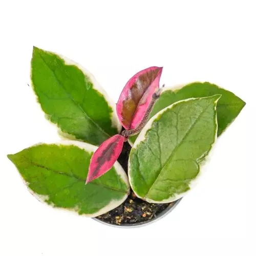 Хойя Карноза Фламинго Дрим d9 h14 