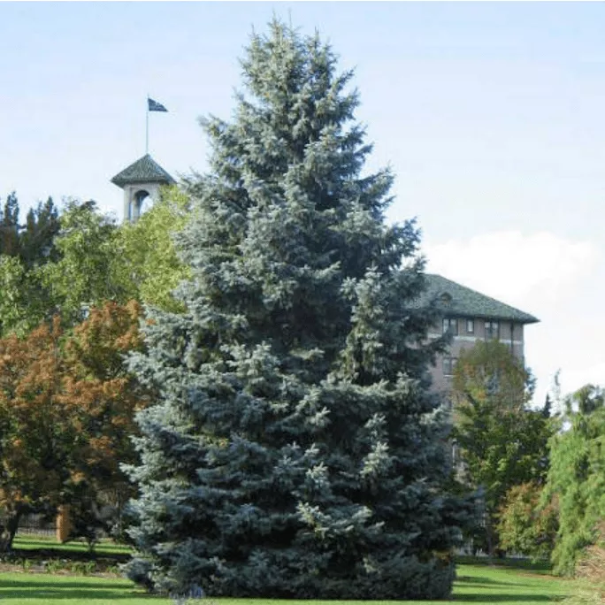 Ель колючая Глаука v5 Lav 