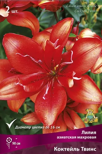 Луковица Лилия азиатская махровая Коктейль Твинс  3шт Поиск 