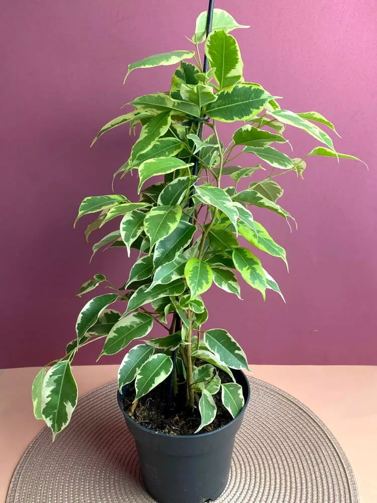 Фикус бенжамина Саманта d12 ЕСС 