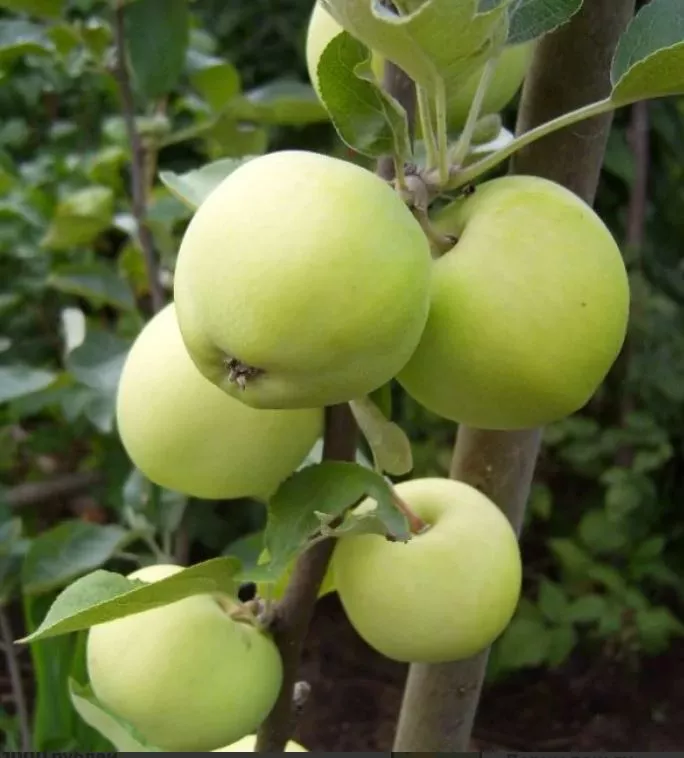 Яблоня Папировка С7,5 100-140 ЦО 