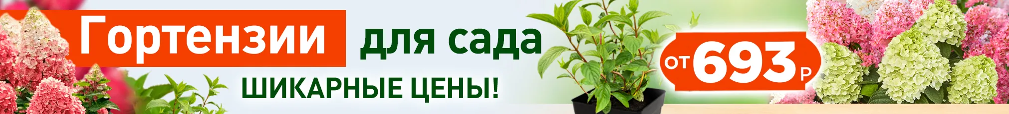 Гортензии в саду
