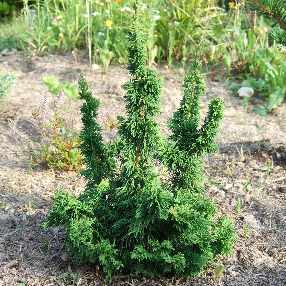 Туя западная Малониана Холуб С3 Zim 