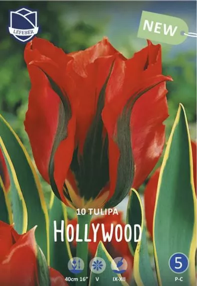 Луковица Тюльпан Голливуд 12/14, 10 шт/уп 