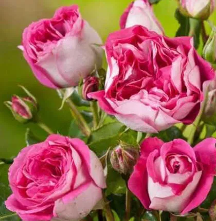 Роза Максим в коробке АФ 