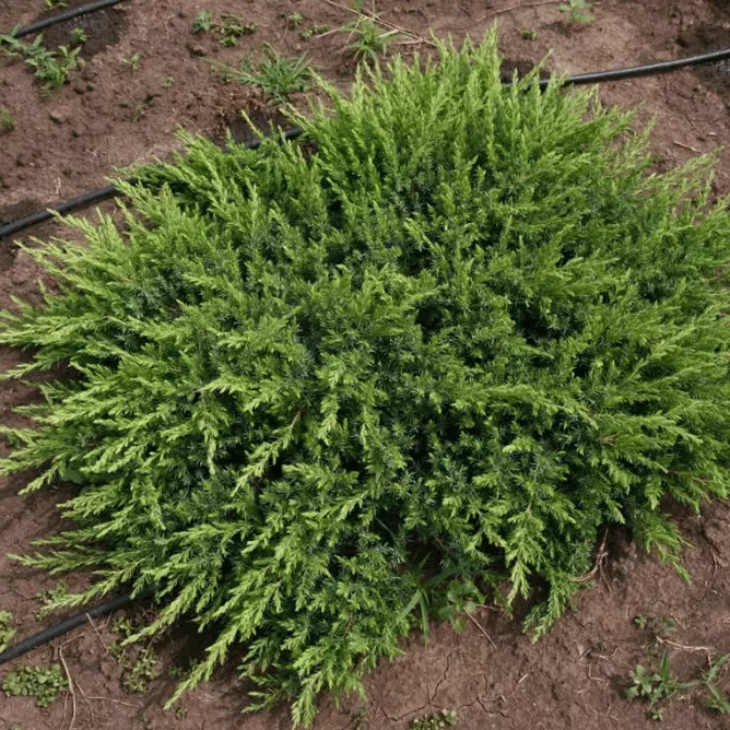 Можжевельник прибрежный Шлягер v7,5 40-50 Tw 