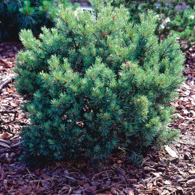 Сосна обыкновенная Хиберниа 30-40 Lt 