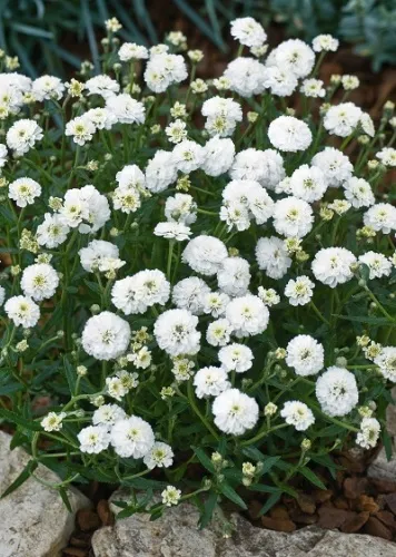 Корневище Тысячелистник птармика Ноблесса I 1шт Поиск 