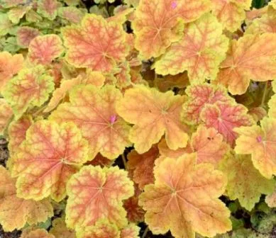 Гейхера гибридная Тирамису I 1шт Поиск 