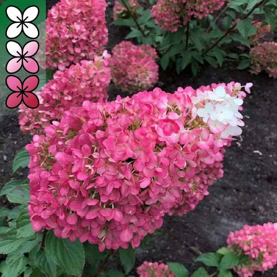 Гортензия метельчатая Строберри Блоссом v3 ЦО 