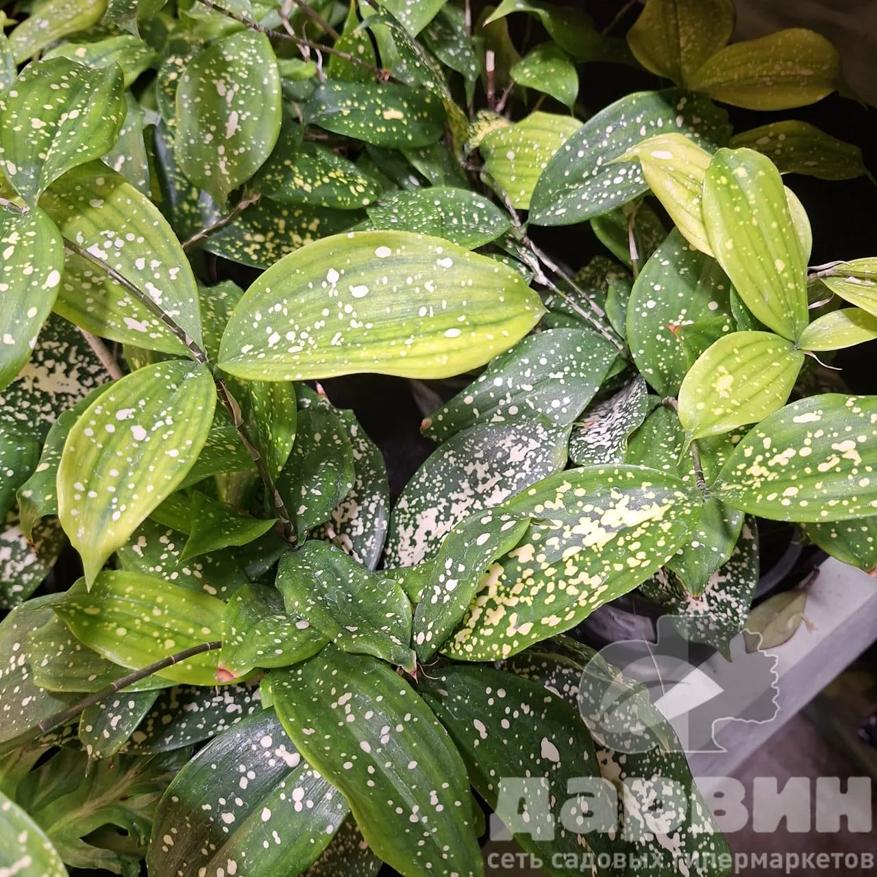 Драцена Годсефиана д12 х25 (4) WM