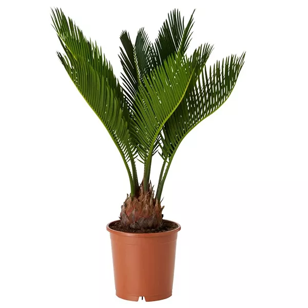 Цикас Революта d17 h55 