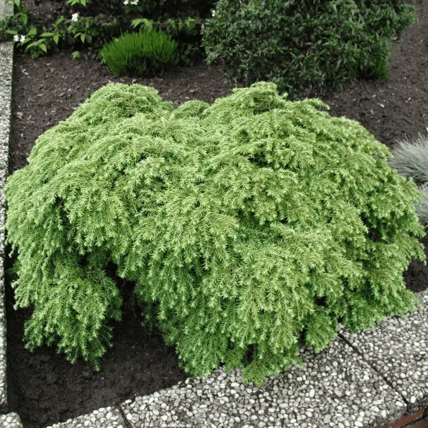 Растение тсуга канадская Джедделох Р17/15-20 Tw 