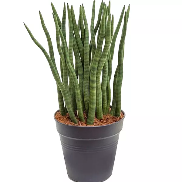 Сансевиерия цилиндрическая d6 h17 