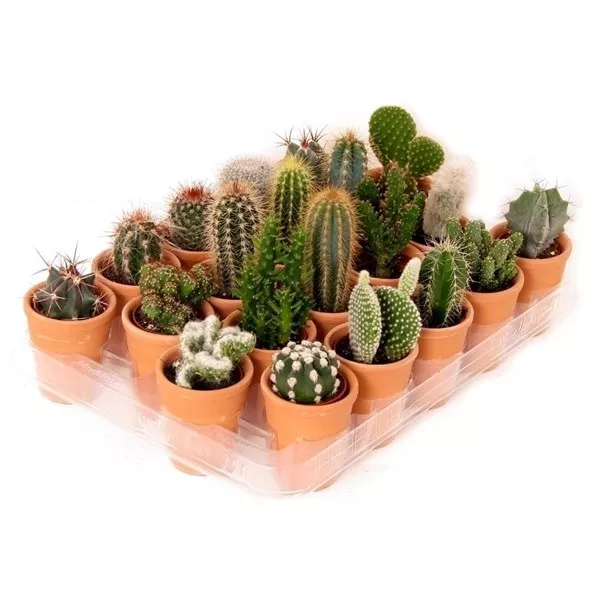 Кактус микс в керамике d5 