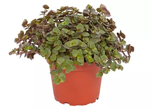 Каллизия бамбино d5,5 h10 