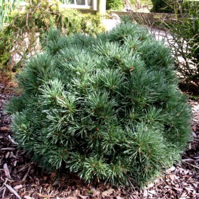 Растение сосна обыкновенная Doone Valley 30/35, C8 Ks 